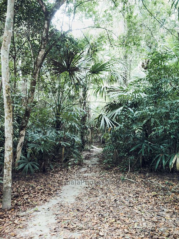 Naturaleza en Parque Nacional Tikal, Petén