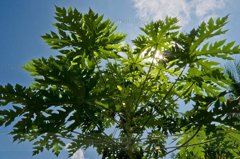 Planta de papaya