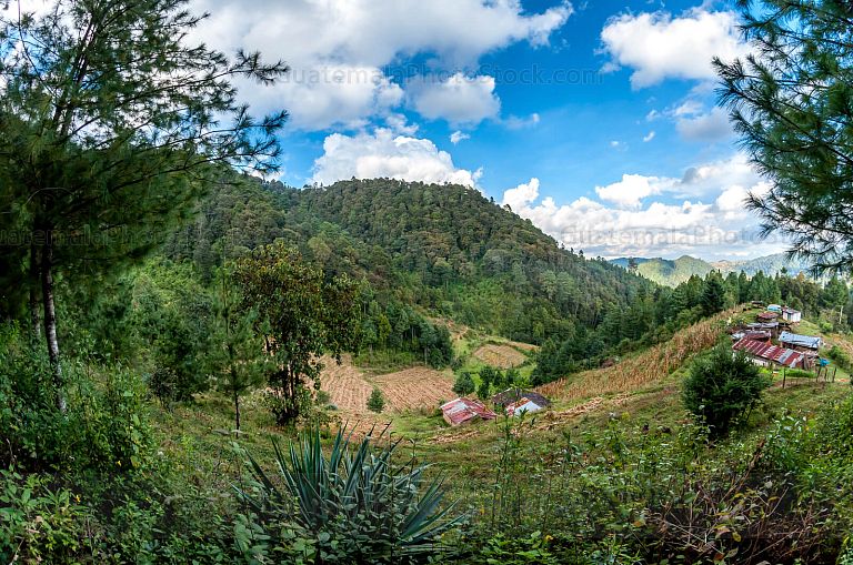Paisaje del bosque totonicapense