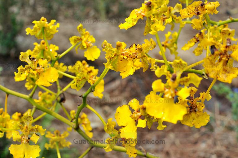 Orquídeas