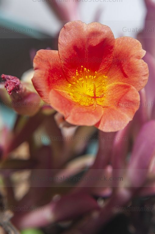 Flor