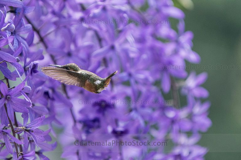 Colibrí