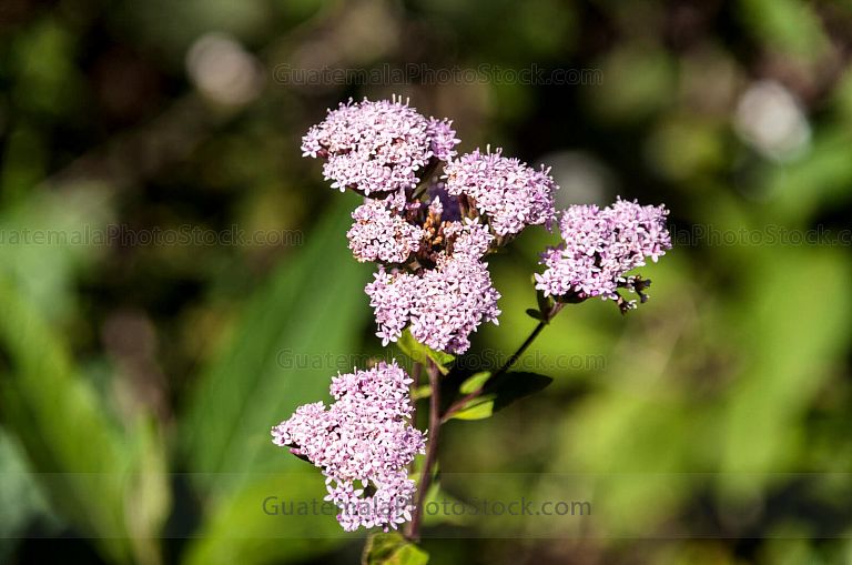 Azure ceanothus, Hierba de hierro, Ixcaquichi