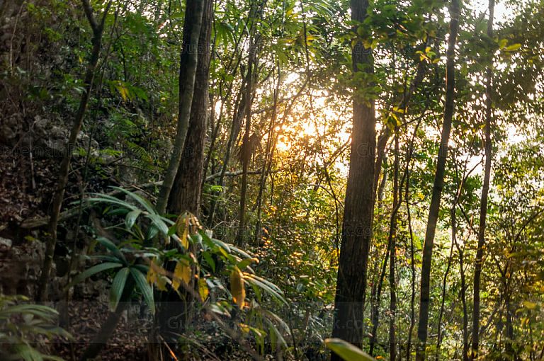 Selva tropical al amanecer