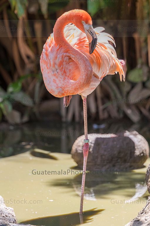 Aves en el Zoolóogico