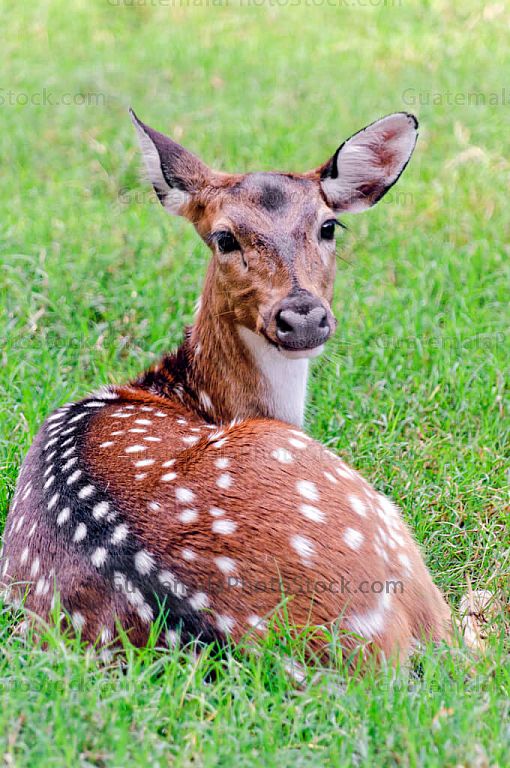 Venado Cola Blanca