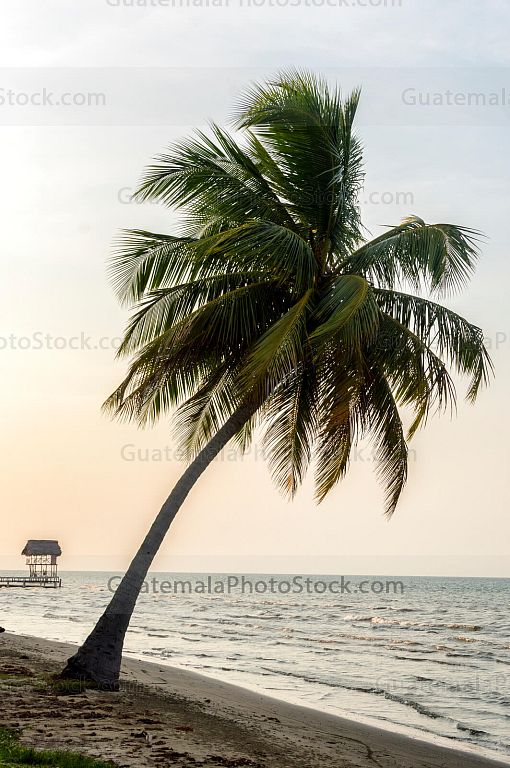 Palmera y muelle en la Playa Quehueche
