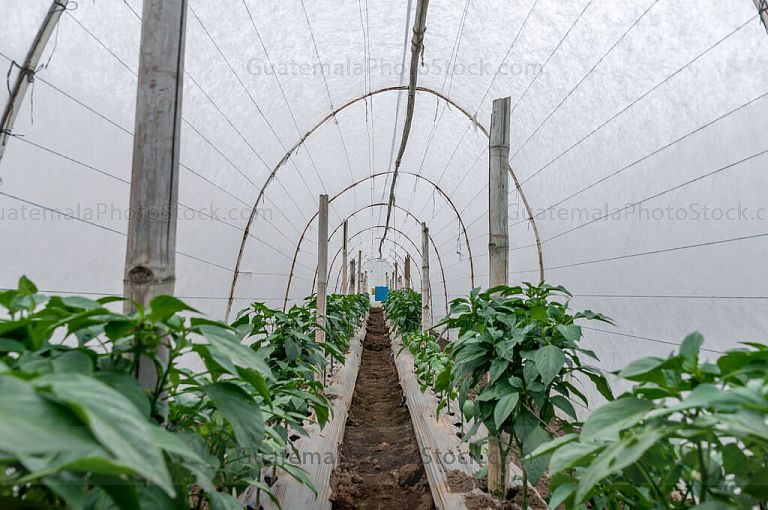 Flor de chile pimiento
