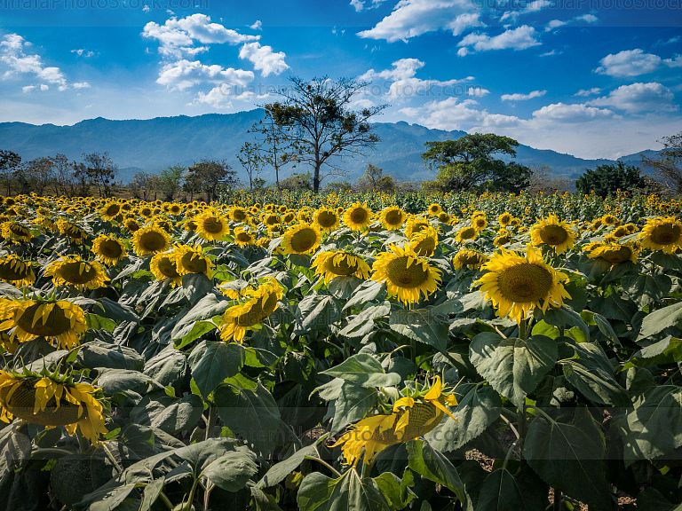 Finca Los Girasoles, Esquipulas, Chiquimula
