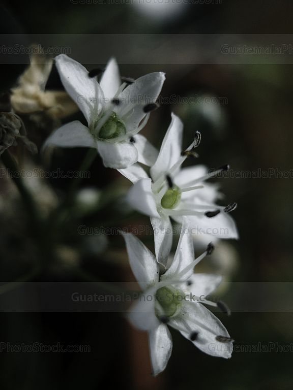 Macro naturaleza