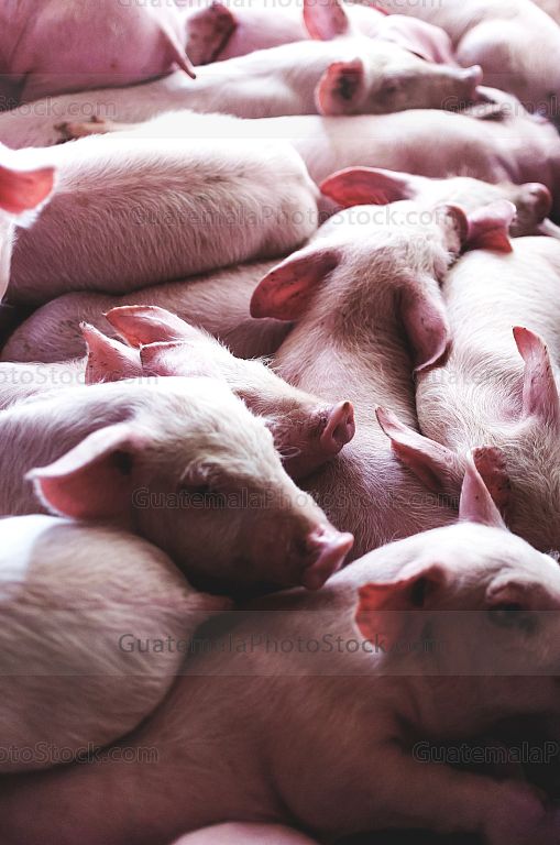 Cerditos en finca de crianza
