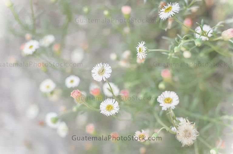 Flores