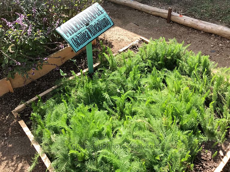 Planta Medicinal