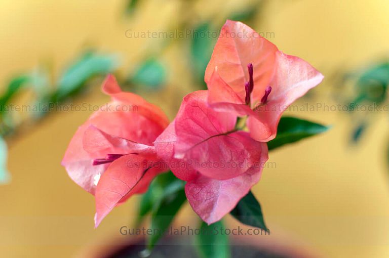 Bougainvillea