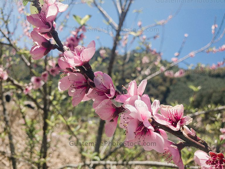 Flor de durazno