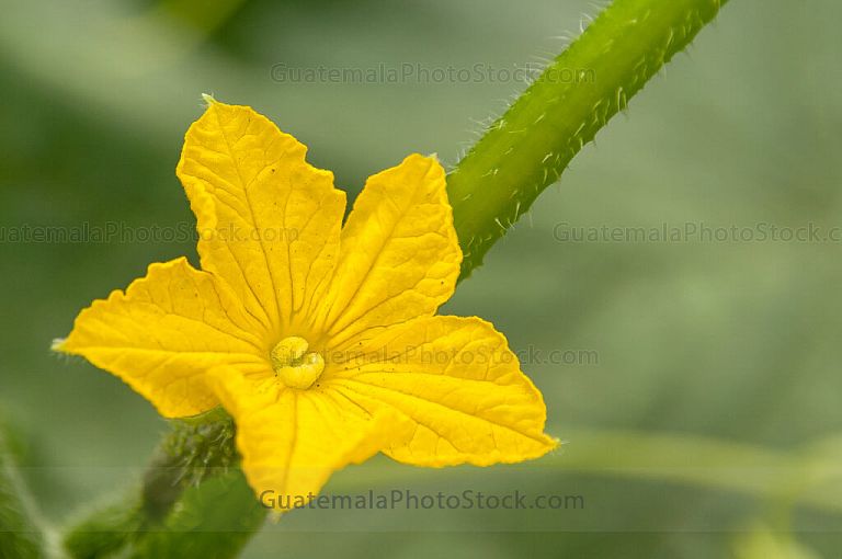 Flor de planta de pepino