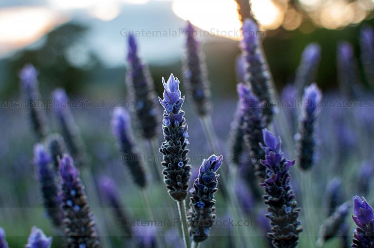 Campo de Lavanda, San Mateo Milpas Altas