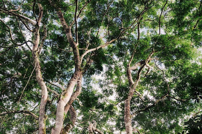 Arboles de la selva petenera