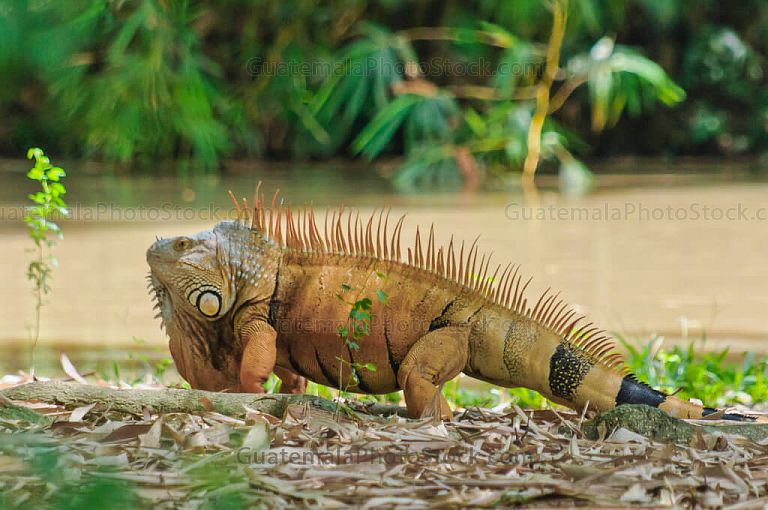 Garrobo
