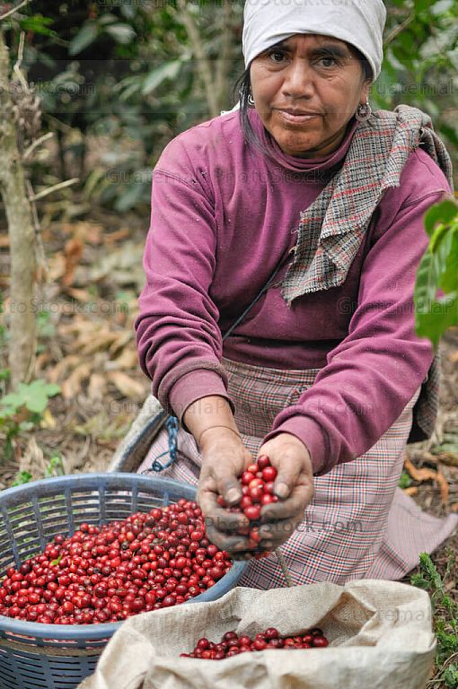 Cosecha de café