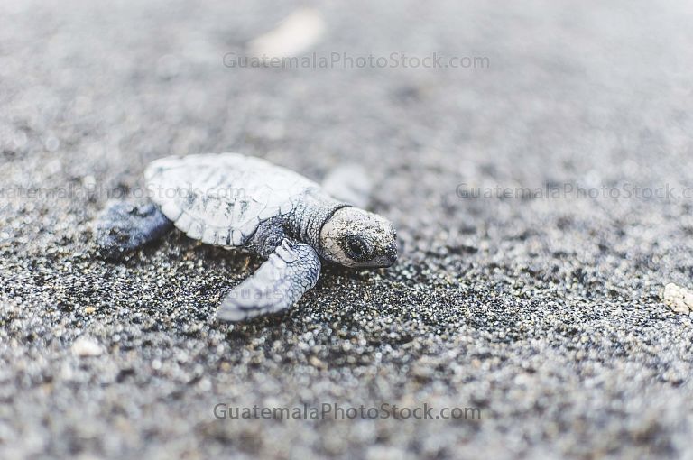 Tortuga Parlama