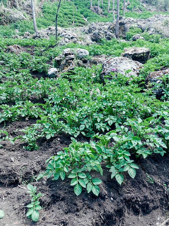 Plantación de Papa