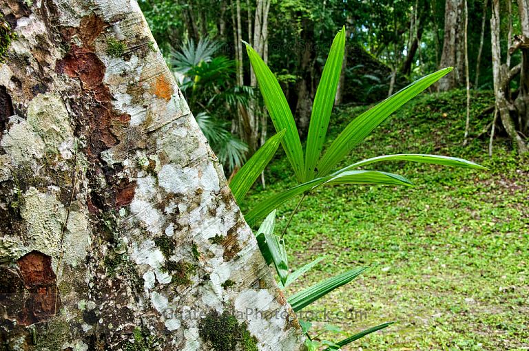 Naturaleza exhuberante de Yaxhá
