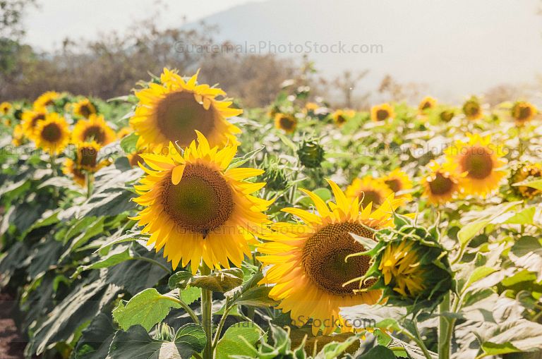 Campo de Girasoles