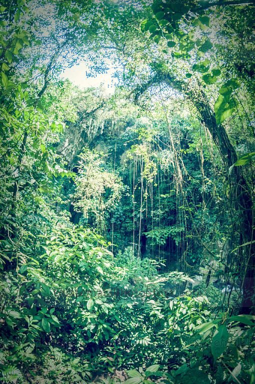 Sendero al puente de tierra