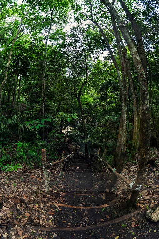 Sendero en la Finca El Paraiso, Izabal