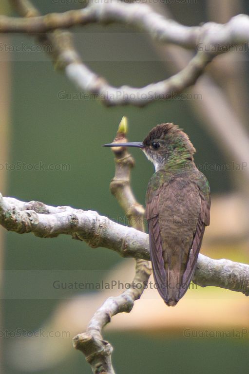 Colibrí