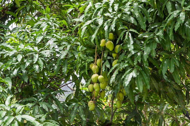 Árbol de Mangos