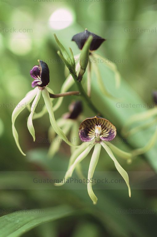 Orquídea Pulpito