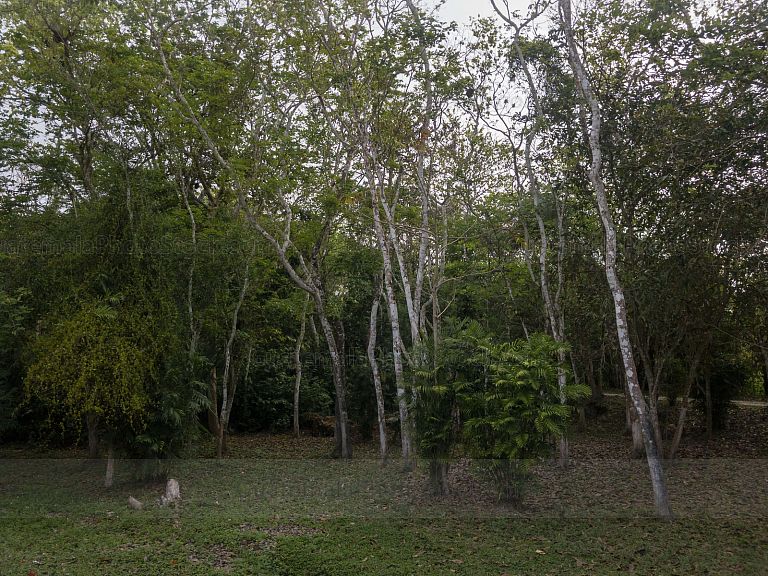 Naturaleza en Yaxhá