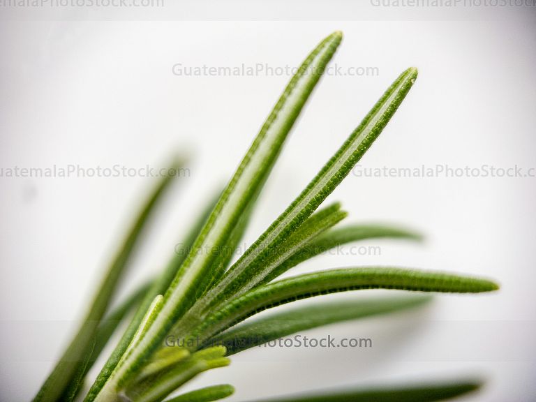 Macro Naturaleza