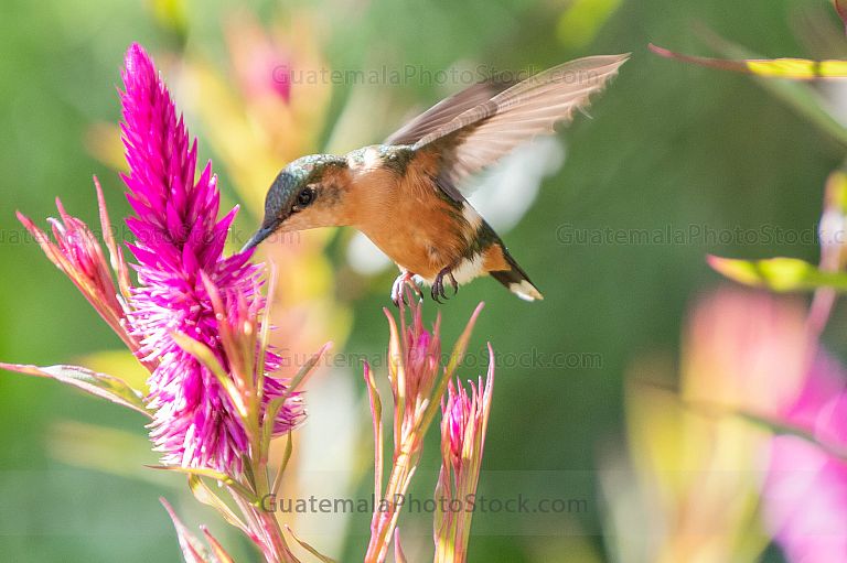 Colibri