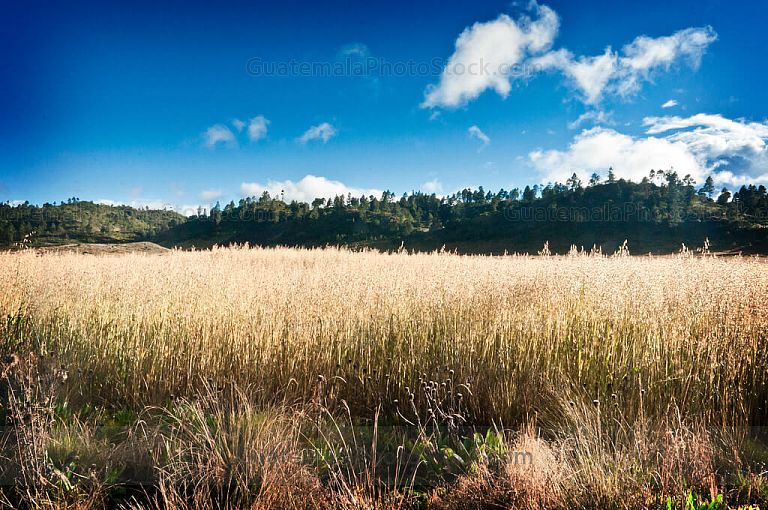 Cultivo de avena