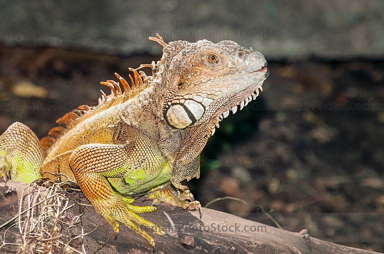 Iguana