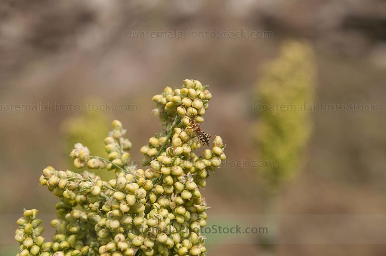 Planta de Maicillo o Sorgo