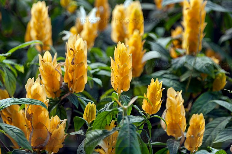 Flor Camarón