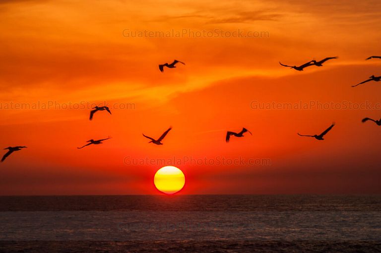 Puesta del sol y gaviotas