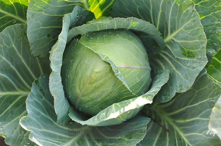 Coliflor