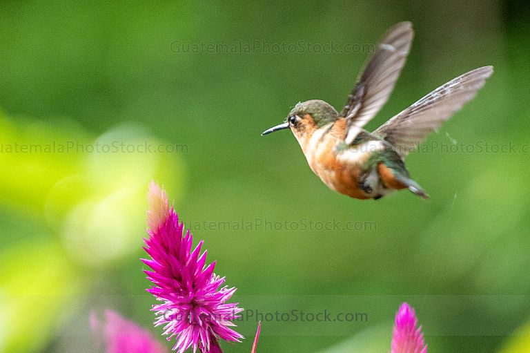 Colibri