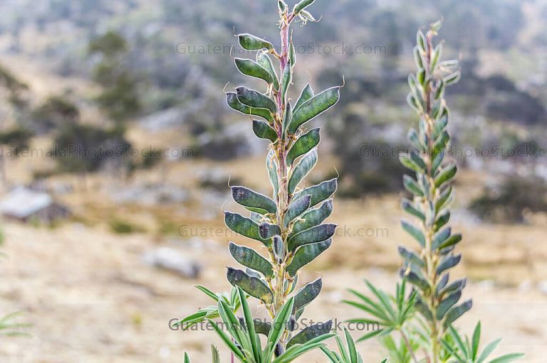 Planta silvestre en la Sierra de los Cuchumatanes