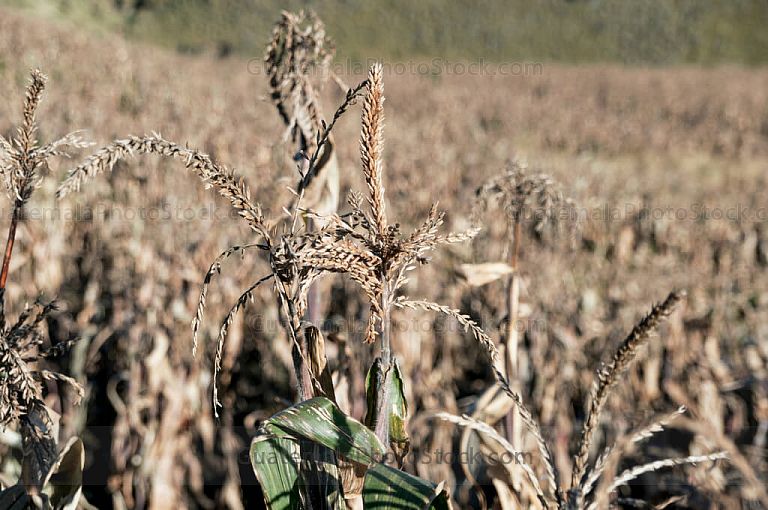 Planta de Maíz