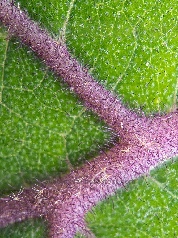 Macro naturaleza