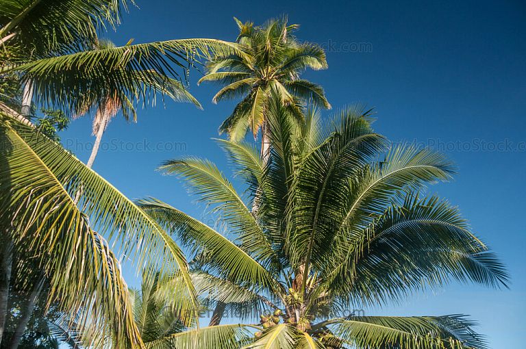 Palmeras