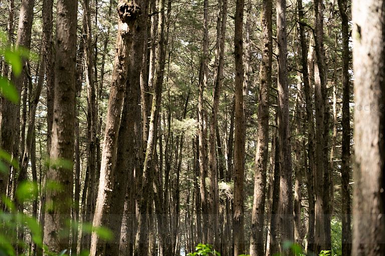 Bosque de Santa Lucia Milpas Altas, Sacatepequez