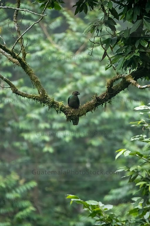 Quetzal con semilla para su pichón