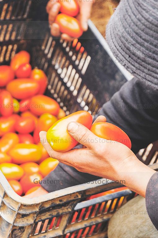 Cosecha de Tomate